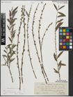 Foto von Salix repens subsp. rosmarinifolia (L.) Andersson